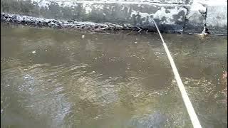 MANCING IKAN PORA PORA DI AIR YANG KERUH