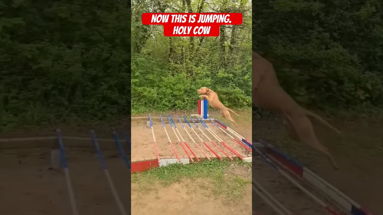 Now This Is Jumping Holy Cow