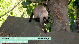 The Ultimate Guide to Lilac Point Siamese Cats: Traits, Care, and Costs Explained