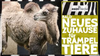 Tiergarten Kleve: NEUE Trampeltier-Anlage in Planung | zoos.media
