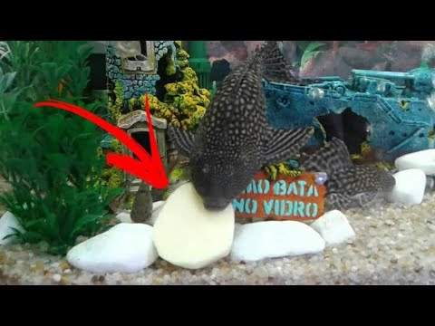 Como alimentar o peixe cascudo no aquario