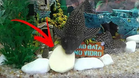 Como alimentar peixe cascudo de aquário alimentação?