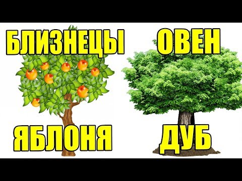 КАКОЕ ТЫ ДЕРЕВО ПО ЗНАКУ ЗОДИАКА