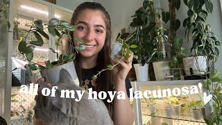 🌱 My Entire Hoya Lacunosa Collection 🌱