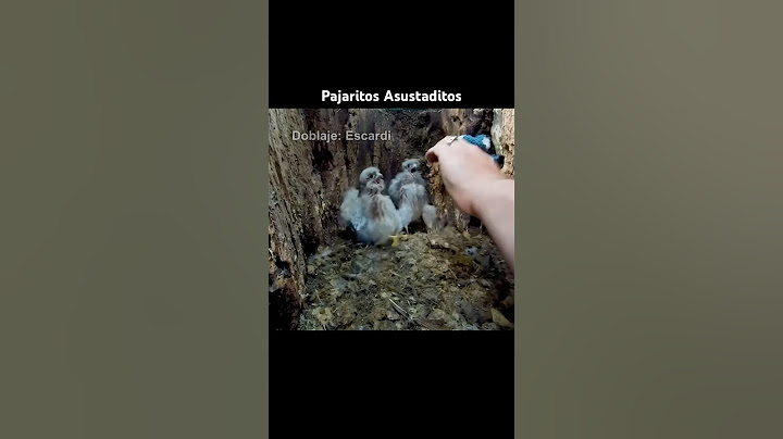 PAJARITOS ASUSTADITOS