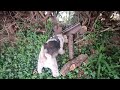 Loki, fox-terrier à poil dur, cherche un terrier sous la haie... et détruit tout au passage!