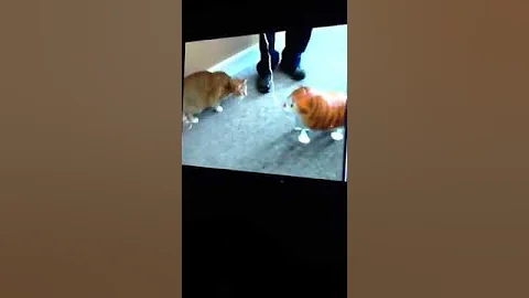 How funny! tv