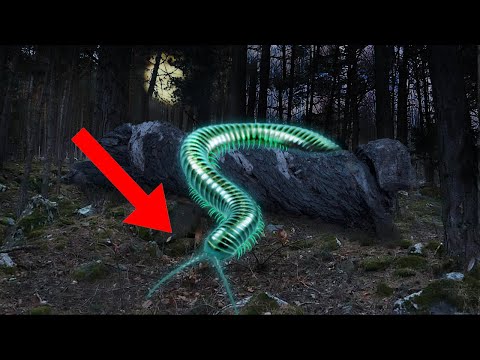12 Most AMAZING Bioluminescent Creatures In The World!