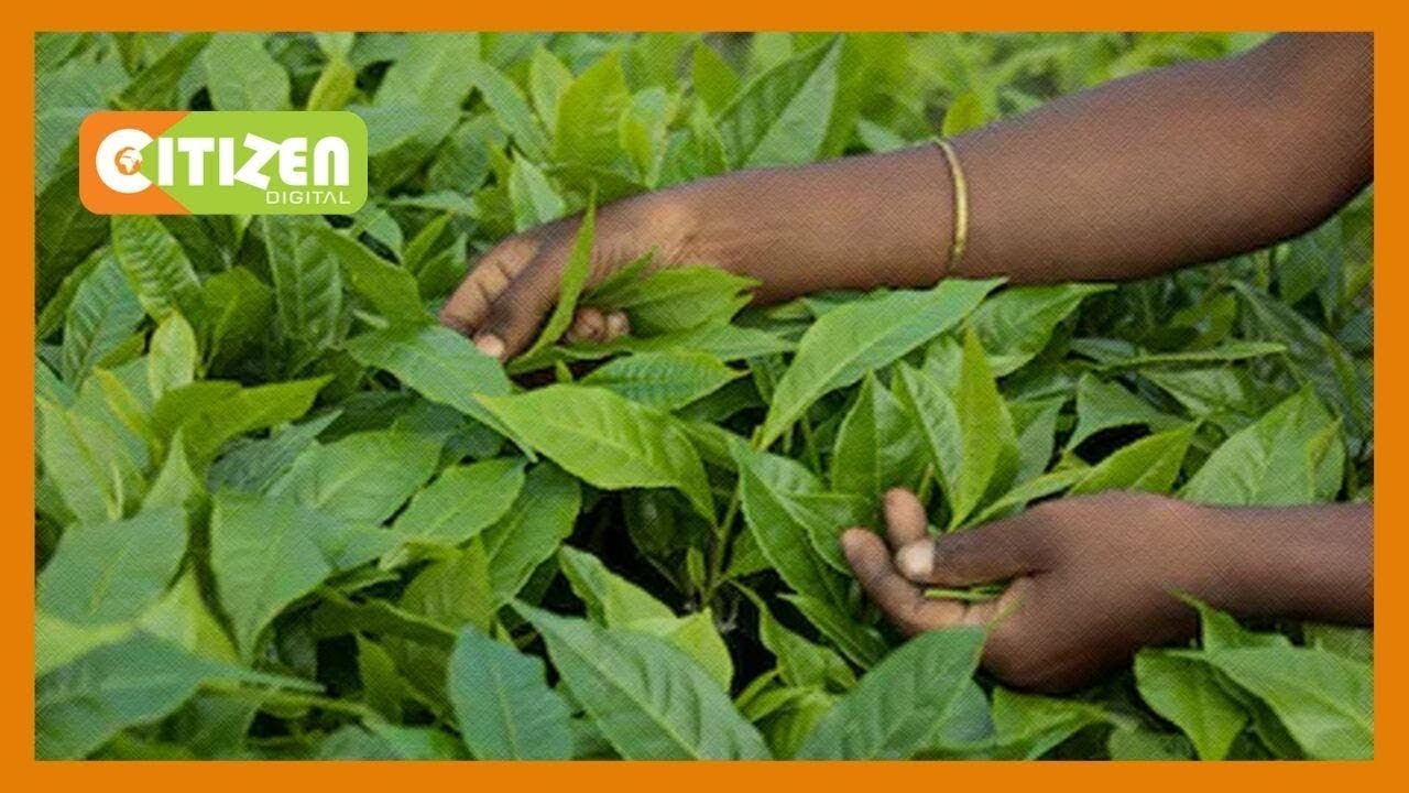 citizen tv live stream kenya Kizungumkuti cha chai Kericho