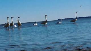 Best Ever Cottage Swans Feeding LowTide March 11 24