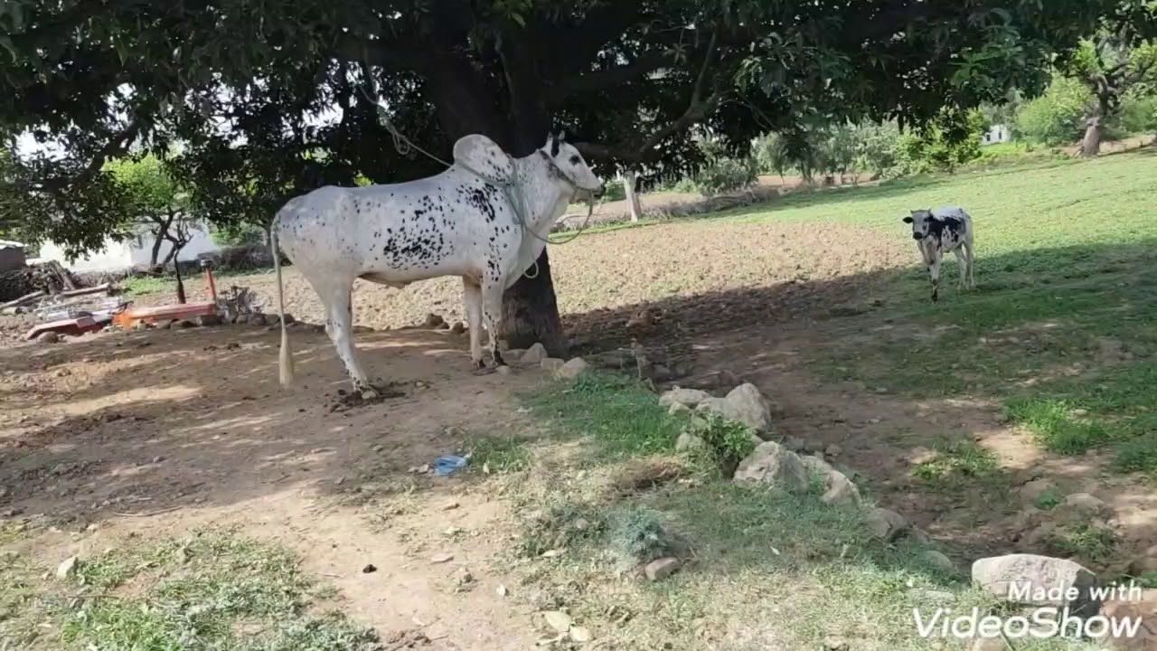 morah gillan ratta dadyal