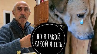 ПЕРСИК НАПАЛ НА ЧЕЛОВЕКА😱СЕРЬЕЗНЫЙ РАЗГОВОР С ПАПОЙ.