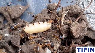 Tifin Termite Video 10