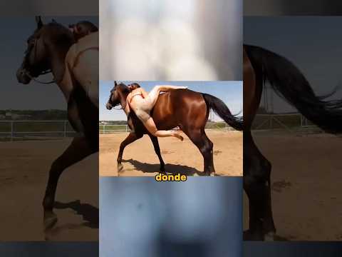 Video: 4 formas de mostrar amor a los caballos