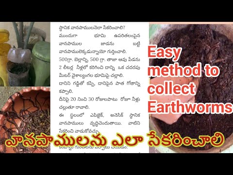 వానపాములను ఎలా సేకరించాలి?/Easy method to collect Earthworms.