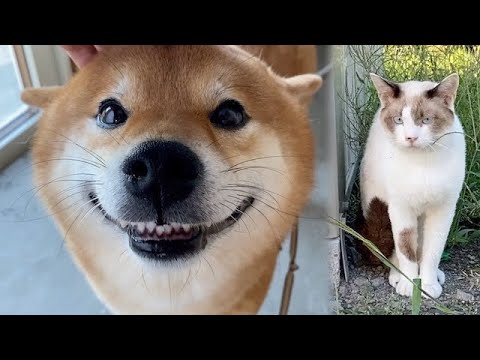 Shiba Inu with a happy expression when you can see your