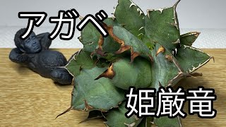 アガベ 姫厳竜/agave titanota