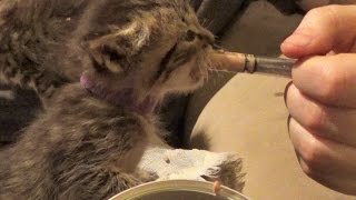 How To Feed Kittens Wet Food W/ Syringe ~ No Mama ~ Hand Feed  #10