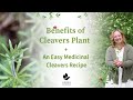 Benefits of cleavers plant  a weed you can eat  cleavers recipe