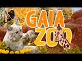 GaiaZOO Kerkrade (NL) | Zoo Eindruck 2020