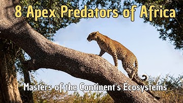 🐆 8 Apex Predators of Africa 🐊 Masters of the Continent