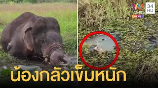 "เจ้าโค้ก" ช้างป่ากลัวหมอมาก วิ่งหนีลงน้ำแถมดำน้ำพรางตัว | ข่าวเที่ยงอมรินทร์ | 17 ก.พ.65