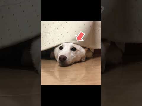 イタズラして怒られると思った柴犬の反省方法がこちら(笑)＃shorts