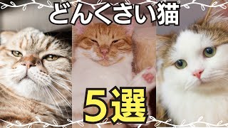 【猫の性格】毛色でわかる猫の運動神経の悪い猫