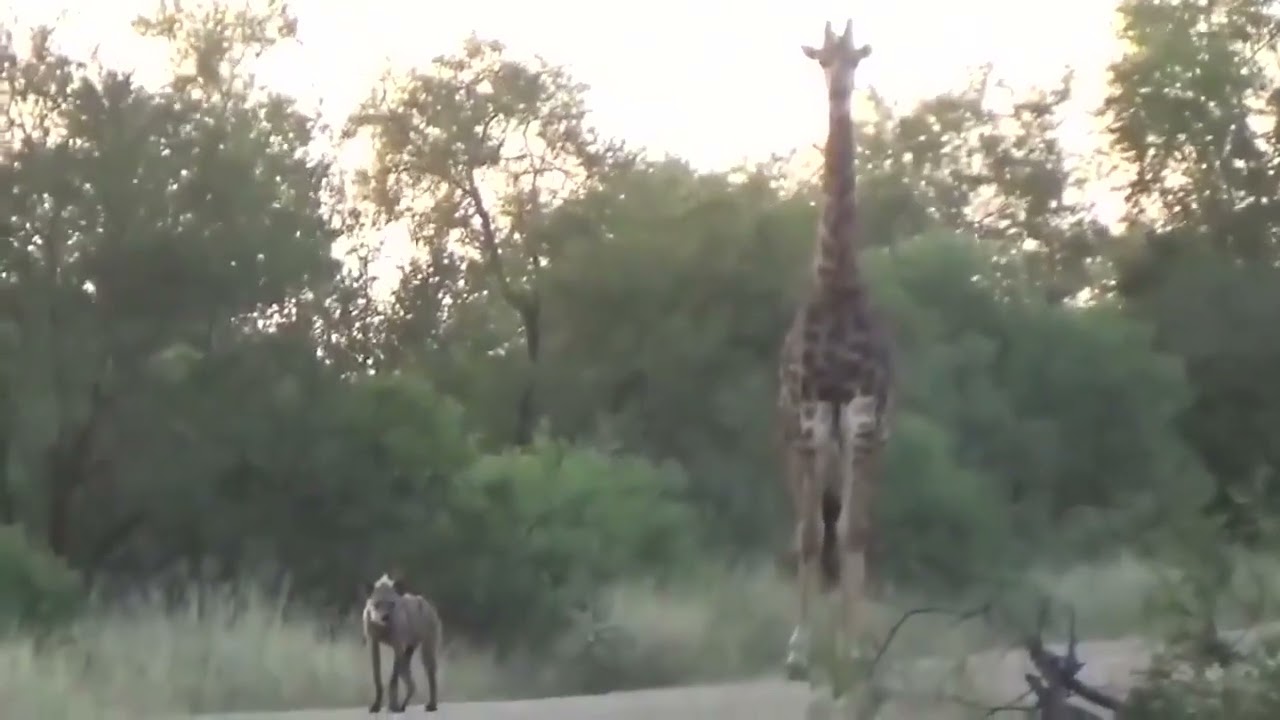 Two lions, four vultures, a hyena and a giraffe met on the same road