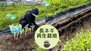 長ネギ再生栽培【塔立ち】【再生」【石倉エース」【長ネギ】【切り戻し】【家庭菜園】