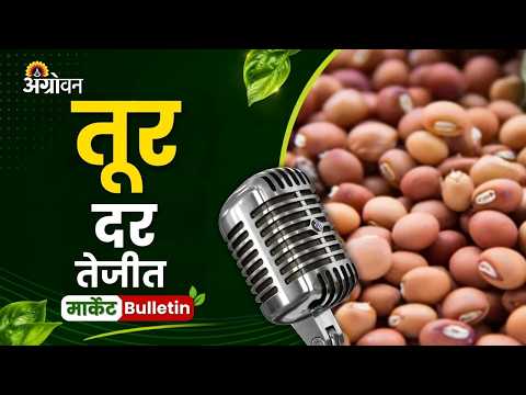 Tur Soybean Rate: तूर दर तेजीत, सोयाबीन दर टिकून, बटाटा बाजारात नरमाई, तर पपईच्या दरात चढ-उतार