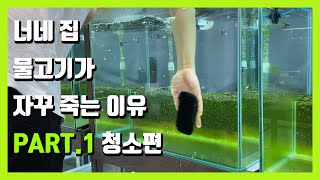 구피가 자꾸 죽는이유 어항청소편, '이것' 꼭 체크해보세요 [세남자 물고기]