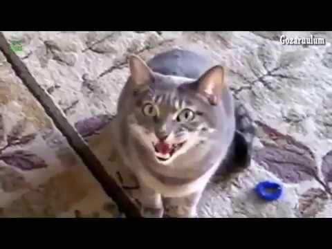 cat dank meme