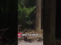 inpactate video donde se observa una extraña figura detrás del poste.