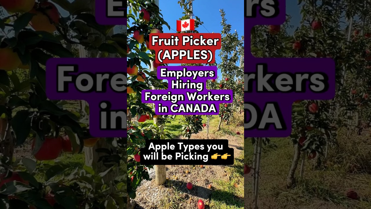 🇨🇦 Fruit Picker LMIA Employers Willing to Sponsor Foreign Workers