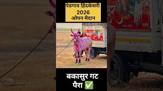 बकासुर 👑 गट 49 #shorts#cow#bailgadasharyat#bailgada#viral#shortsfeed#bakasur#बकासुर#बैलगाडा#pune#new