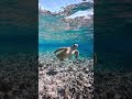 #seaturtle #turtle #ocean #underwater #travel #okinawa #ウミガメ #沖縄