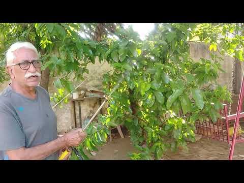 वीडियो: सफेद पोडुरा - सब्जियों और इनडोर पौधों का एक कीट