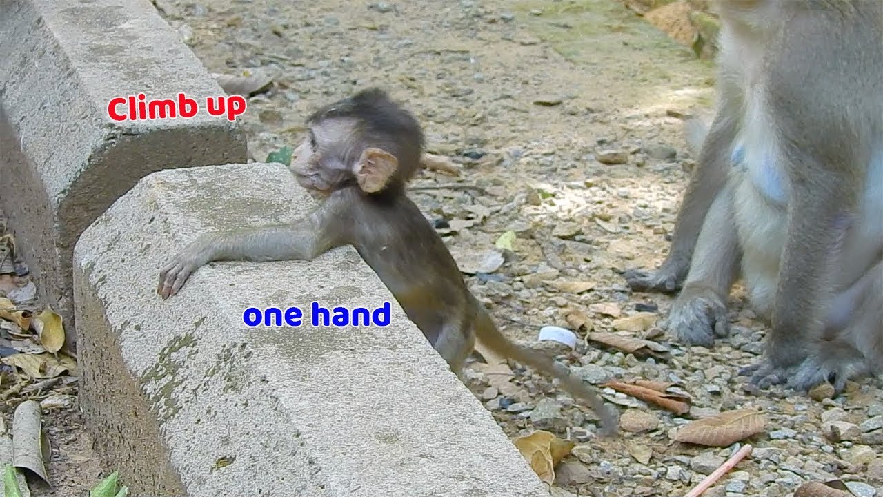 Baby Lola she able to climb and cling only one hand very well - Lola she is stronger now Baby Lola she able to climb and cling only one hand very well - Lola she is stronger now