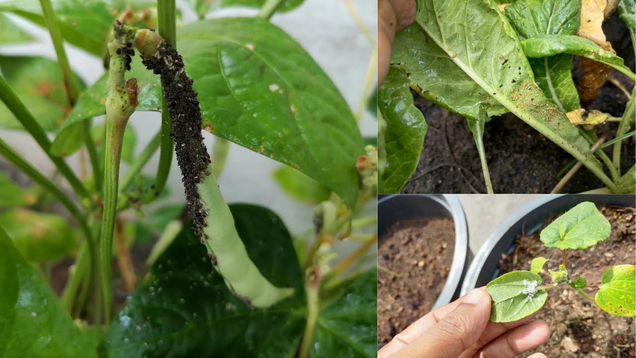 Correctly Get Rid of Black, Yellow Aphids and Mealybugs without Killing them - YouTube