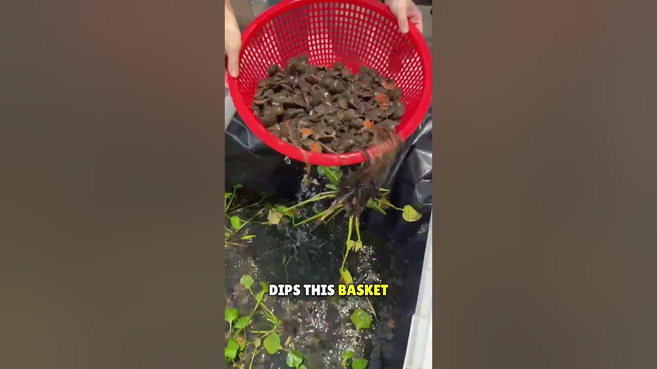 She Has Beautiful Pond of Tortoise😥❤️#shorts