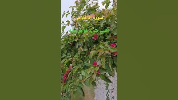 سوره الاخلاص 🤲اكتب شيء تؤجر عليه🤲Surah Al-Ikhlas