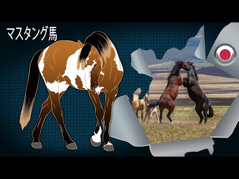 ムスタングを飼いたい人へ｜野生馬の飼育法・値段・健康管理を徹底解説
