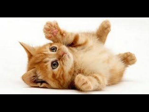 Kedi Sesi Kedi Miyavlamasi Kedi Miyavlama Sesi Youtube