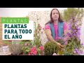 5 Plantas de exterior para todo el año | Plantas en VERDECORA