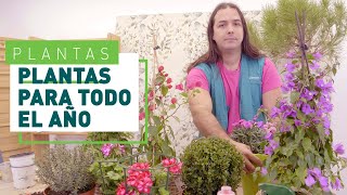 5 Plantas de exterior resistentes para todo el año | Verdecora