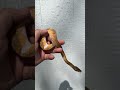 Lemonblast Piebald Ball Python