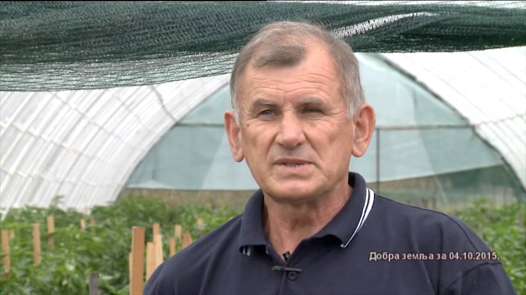 Neverovatno - do 200 tona paprike po hektaru od domaceg selekcionara