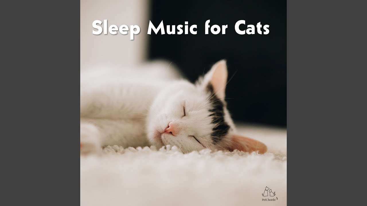Guarda Purrtastic Relaxation su YouTube Guarda Purrtastic Relaxation su YouTube