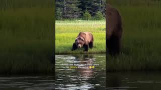 Top 11 surprising wild animal moments. 🐾😲 #animals #wildlife #nature